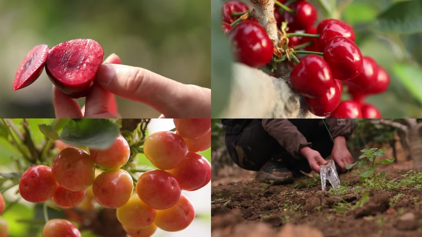 樱桃成熟采摘浇灌4K视频素材