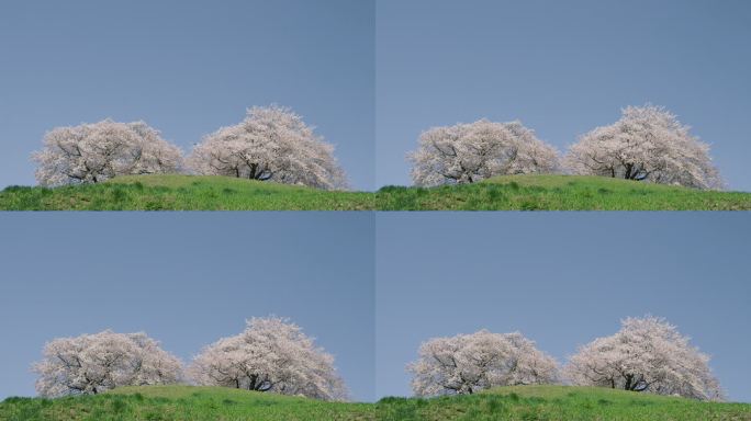 樱桃树随风摇摆
