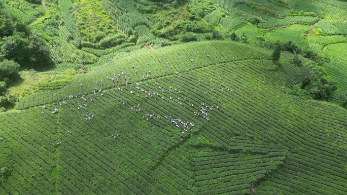 开阳云山茶海