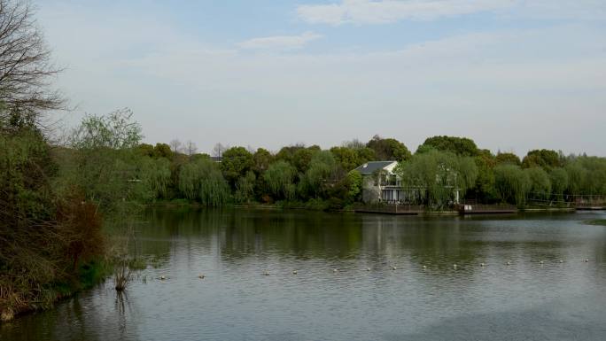 春天公园蓝天下河边风光景色宁静氛围空镜
