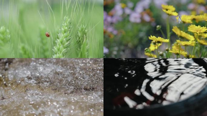 小满 小满节气 小麦 下雨  麦子