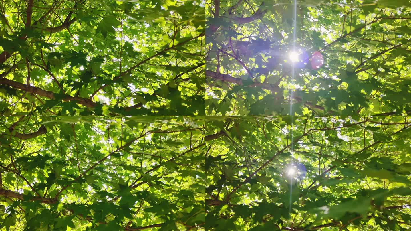 树杈 绿叶 缝隙 透光线 背景