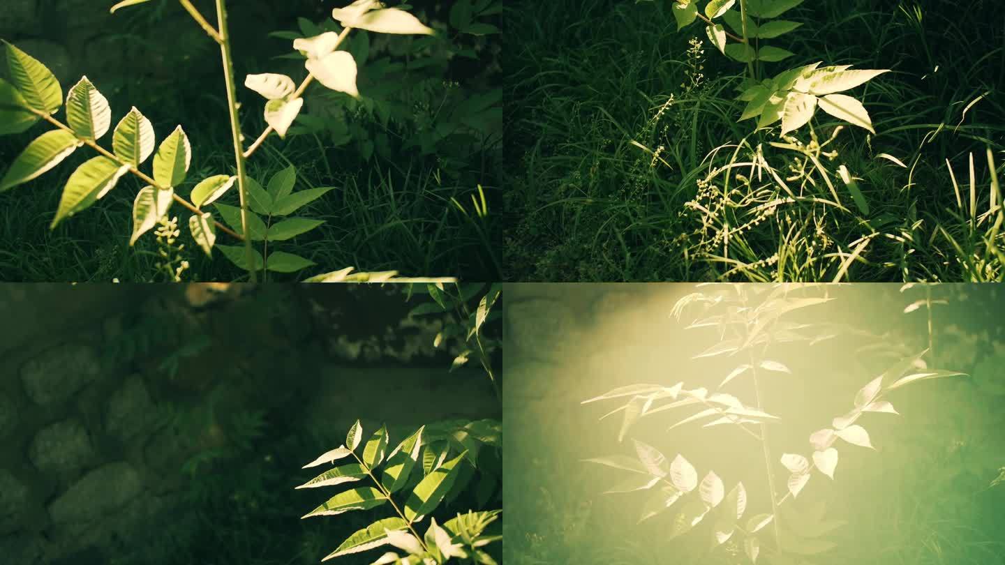 阳光下的叶子树叶光影夏季写意意境空镜头
