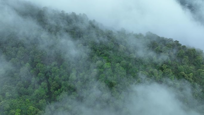 云雾森林云海树林航拍森林雨天森林俯拍树林