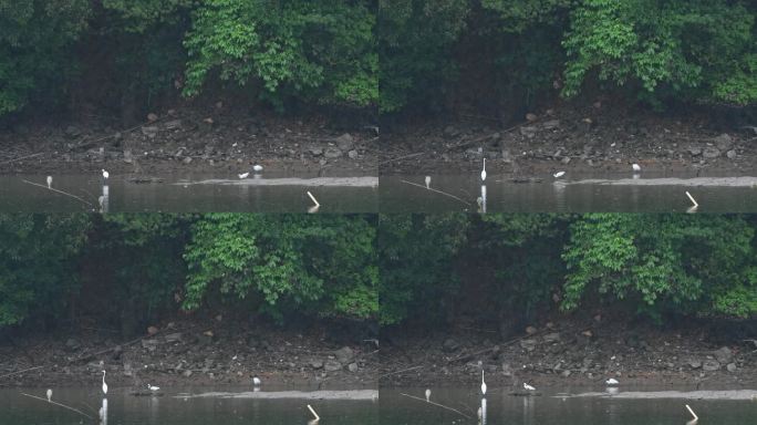 雨天白鹭在湖边觅食