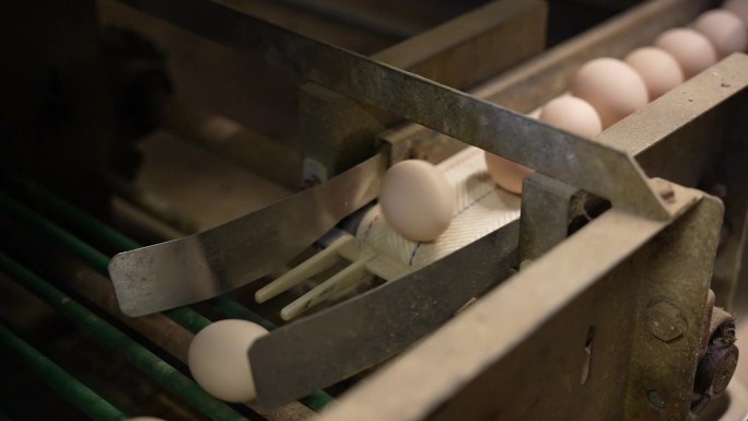 鸡场 鸡场产蛋 产蛋  鸡蛋生产
