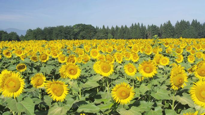 日本新泻的向日葵田