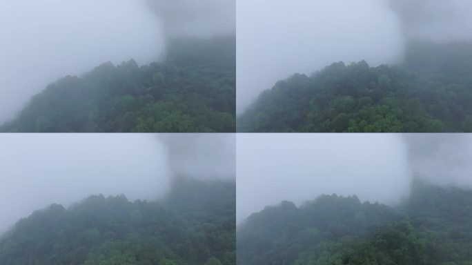 四川山地森林雾气弥漫
