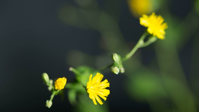 路边的小花，开放延时