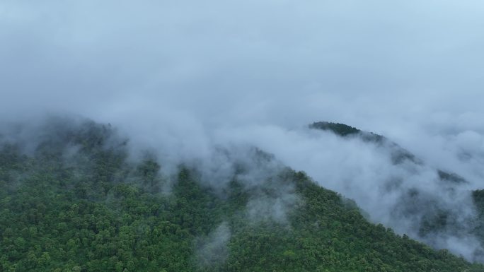 山峰云雾缭绕森林云海航拍雨后森林雨天森林