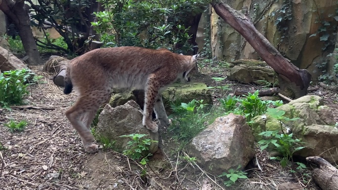 猫科动物