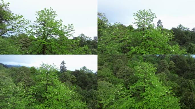 四川森林里的野生珙桐树