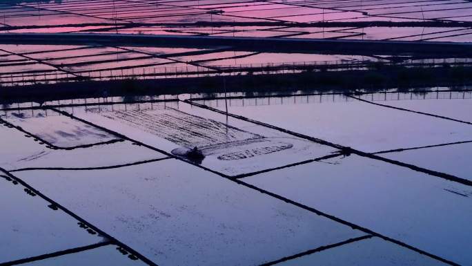 夕阳中水稻田五常大米水稻种植