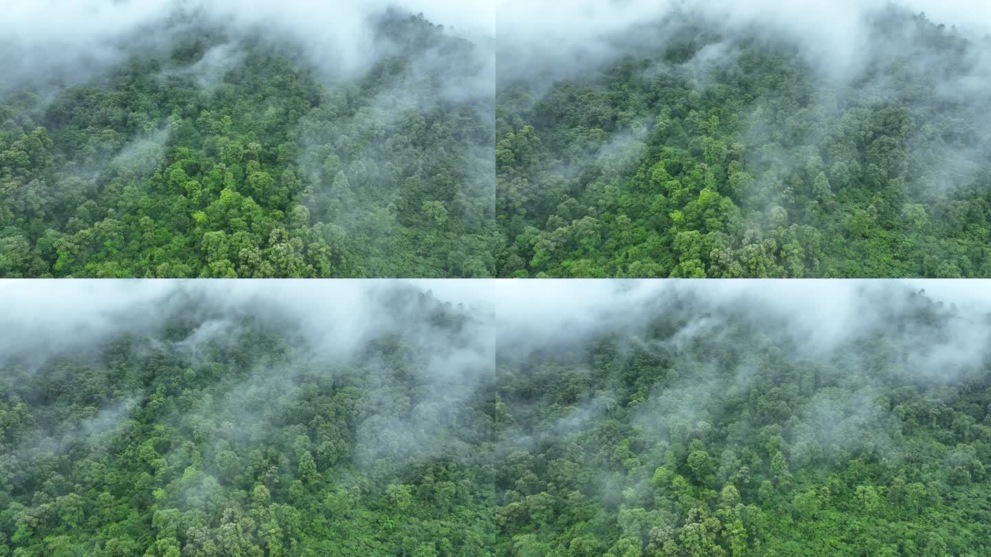 云雾森林云海树林航拍森林雨天森林俯拍树林