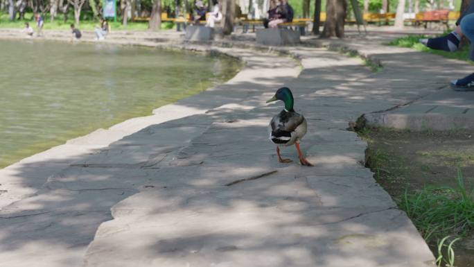 海淀公园野鸭子