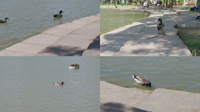 海淀公园野鸭子