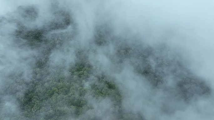 云雾森林云海树林航拍森林雨天森林俯拍树林