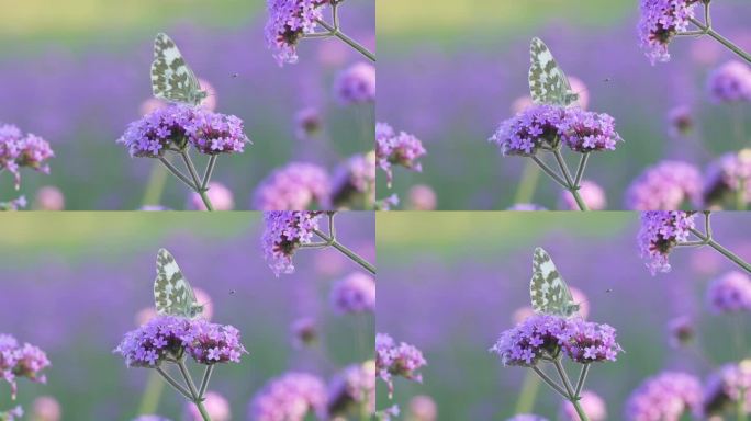 一只白色蝴蝶落在了紫色马鞭草花上采集花粉