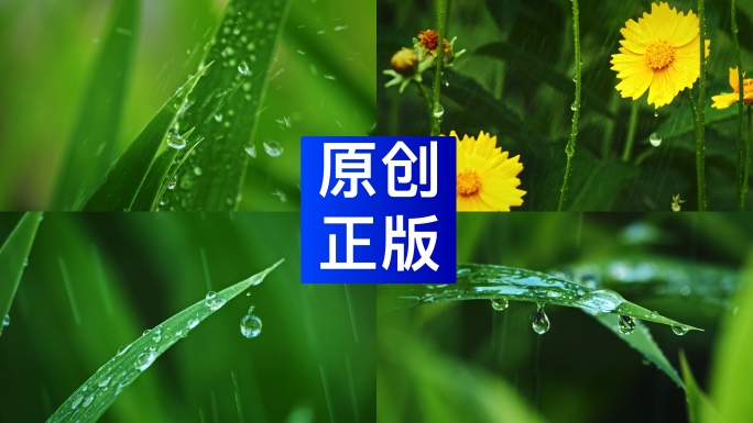 唯美下雨滴打在叶子上