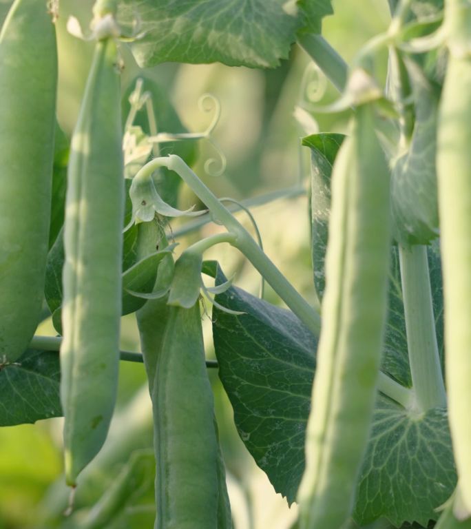 种植成熟的豌豆