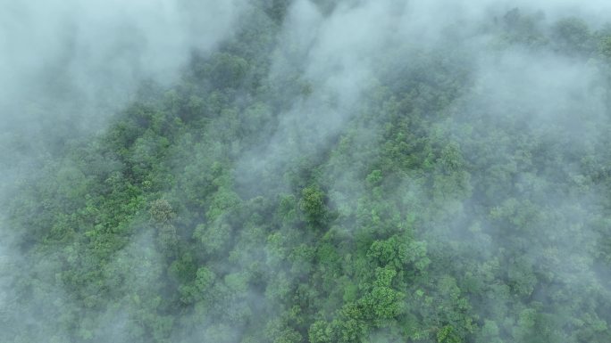 云雾森林云海树林航拍森林雨天森林俯拍树林