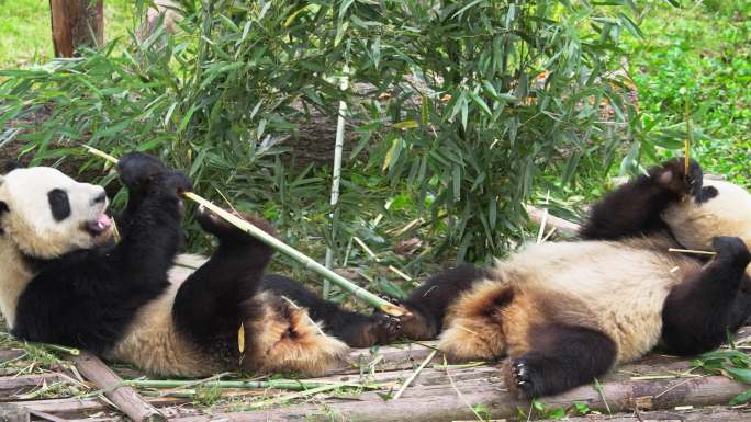 两只可爱大熊猫在一起吃竹子