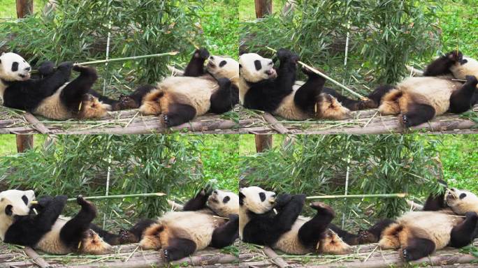 两只可爱大熊猫在一起吃竹子
