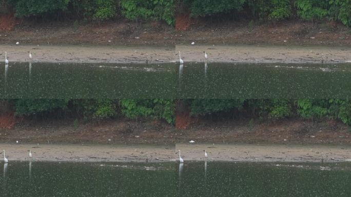 雨天白鹭在湖边觅食