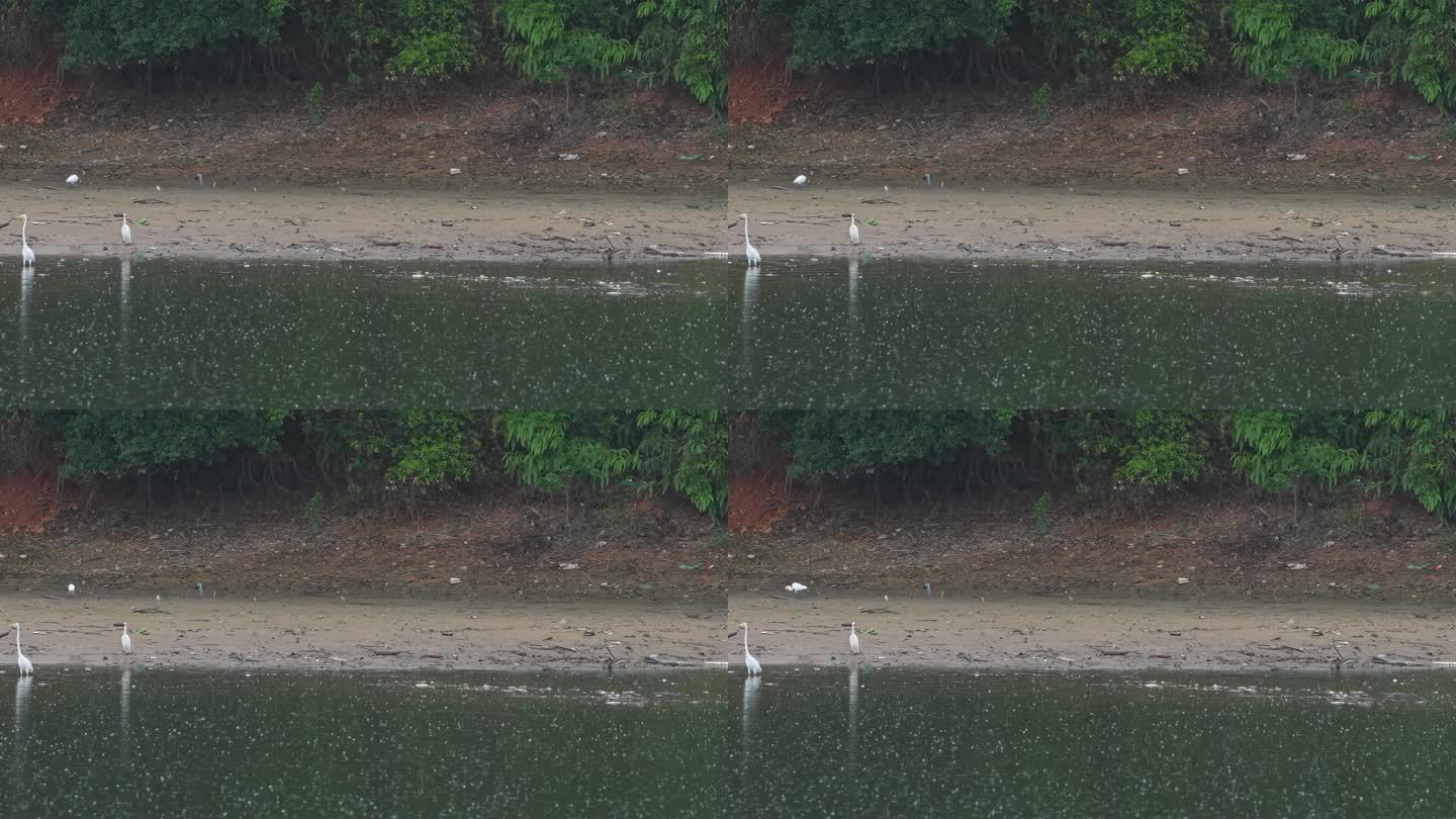 雨天白鹭在湖边觅食