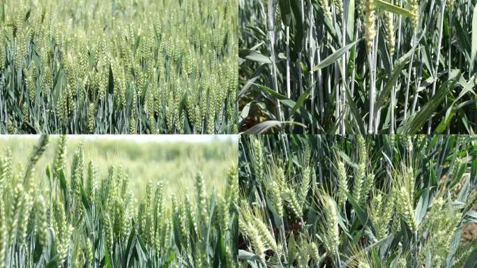 农业 麦子 生长 生机勃勃 小麦 农作物