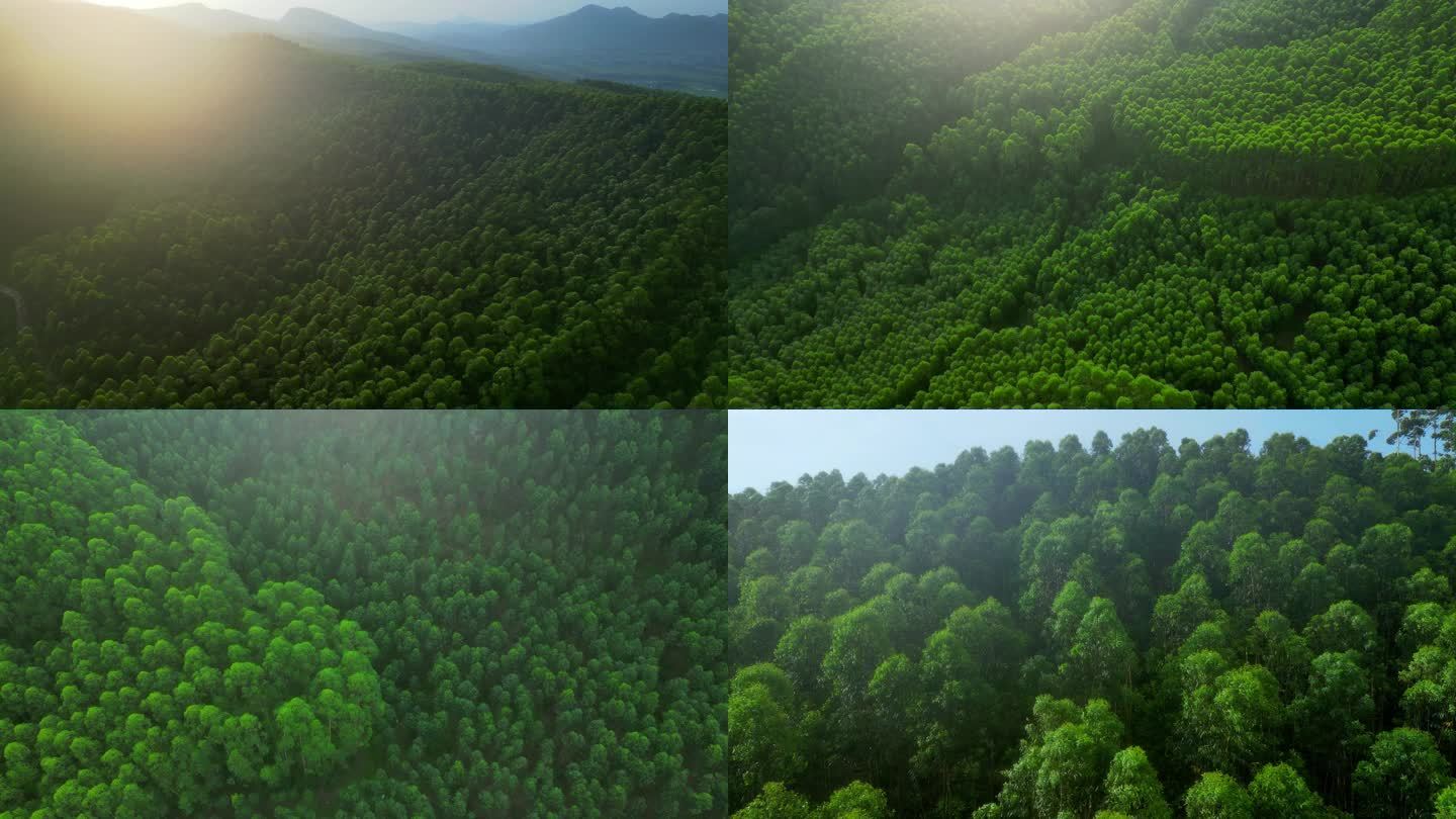 无人机航拍鸟瞰丛林森林树林树木无人机视角