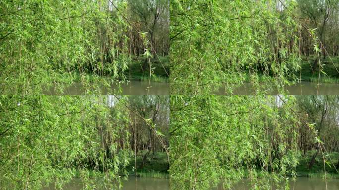 春天晴天公园河边风吹柳枝宁静氛围空镜