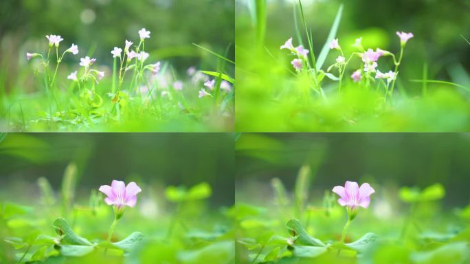 夏日清新美味小花特写实拍视频