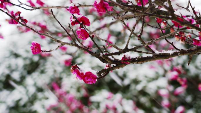 雪中红梅