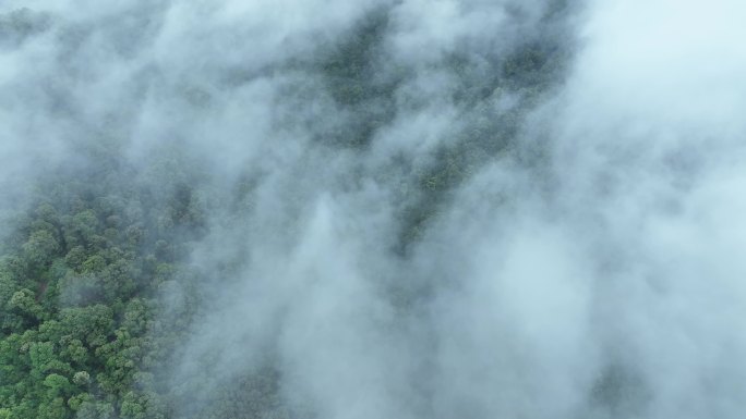 云雾森林云海树林航拍森林雨天森林俯拍树林