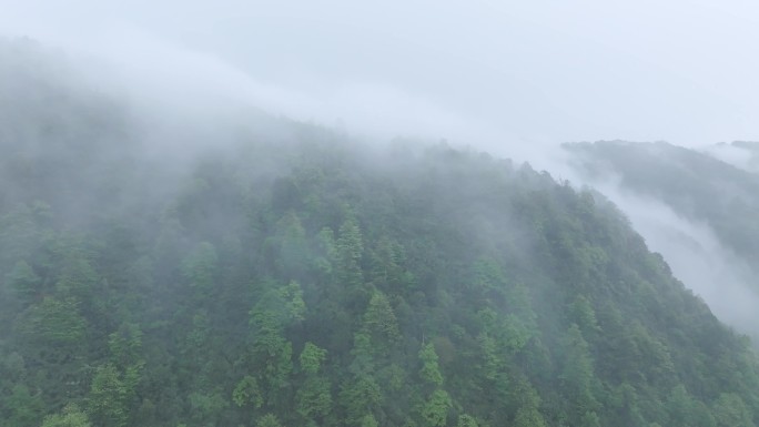 四川山地森林雾气弥漫