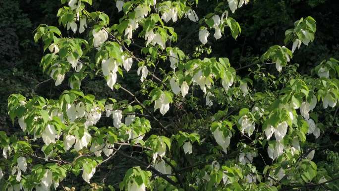 四川森林里的野生珙桐树