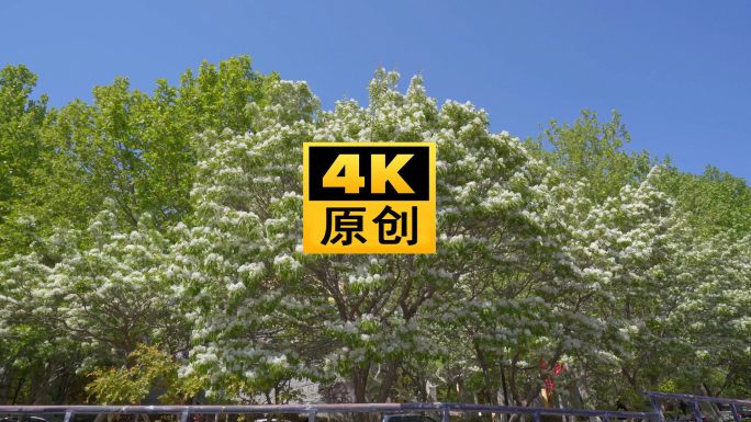 4K 流苏 绿植 仰拍 阳光透过树叶