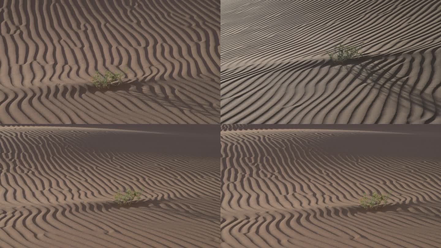 沙漠纹理 植物特写 光影效果 沙漠植物