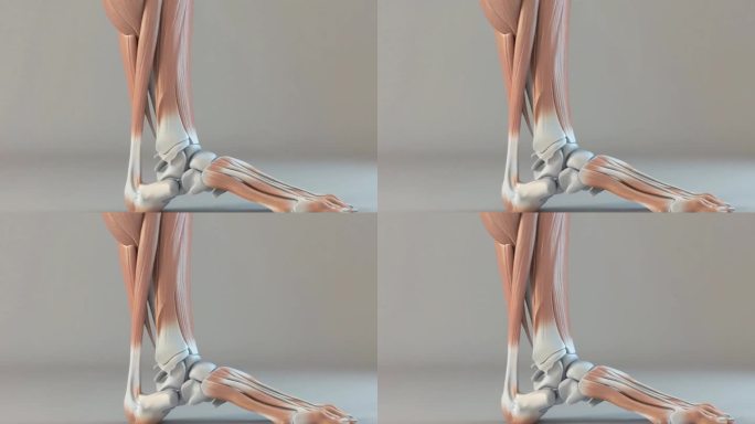 脚部肌肉 足部肌肉肌肉骨骼人体器官