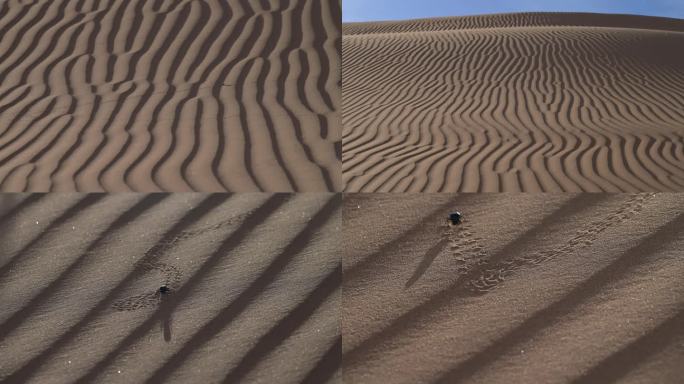 沙漠纹理 甲壳虫特写 纹理 光影 小动物