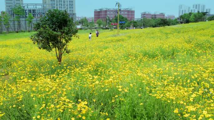 鲜花花园