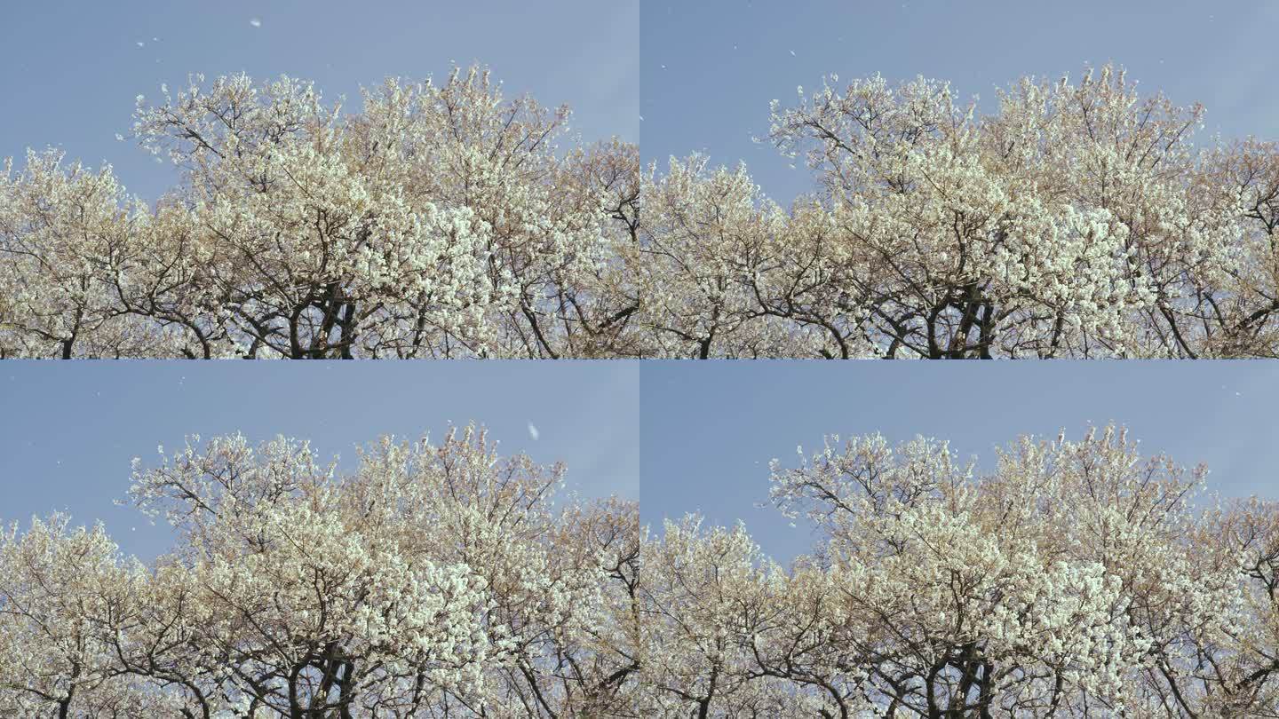 Wanizuka的一棵老樱桃树