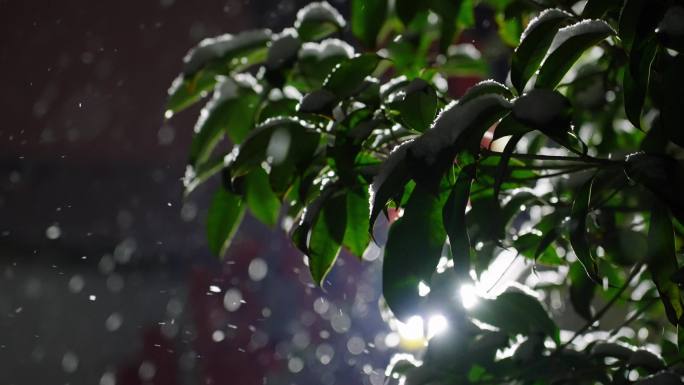 冬天雪花飘落树叶逆光唯美空境