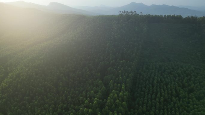 山林树林绿树航拍风景