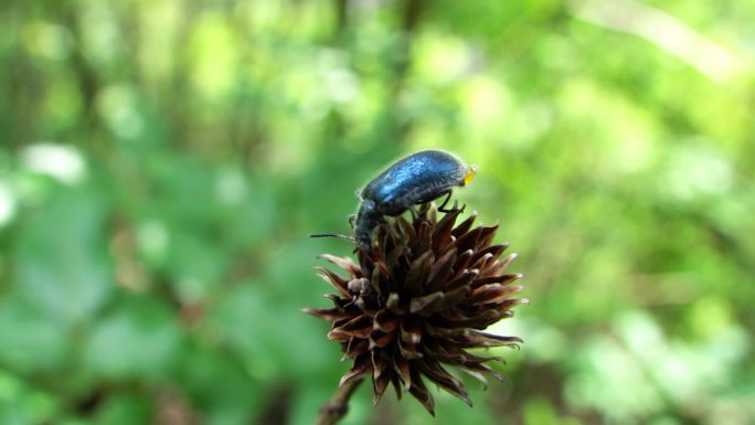 蓝色昆虫 甲虫