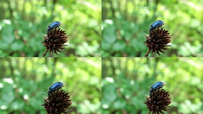 蓝色昆虫 甲虫