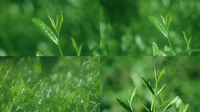 新鲜茶叶特写空镜素材