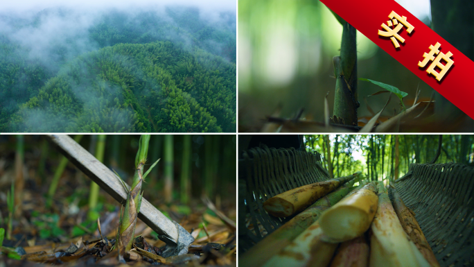竹林航拍竹子竹海云雾竹笋挖笋山珍天然食材