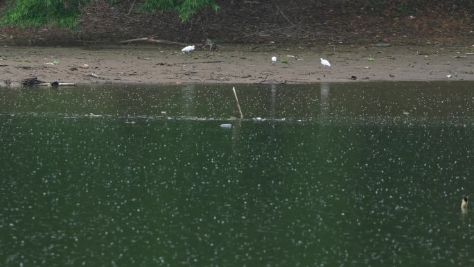 雨天白鹭在湖边觅食